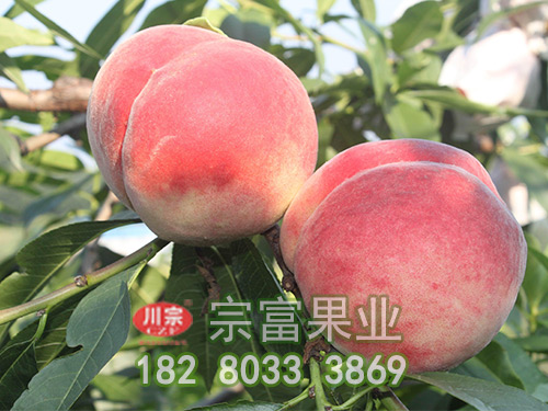 桃树苗落果时期及原因