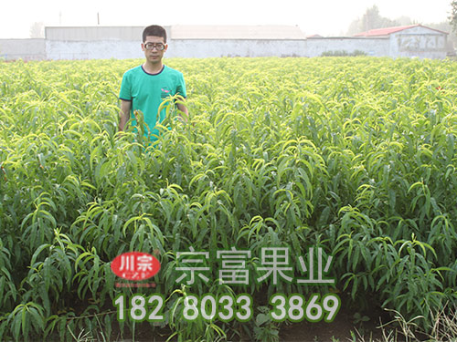 桃树苗夏季修剪是关键