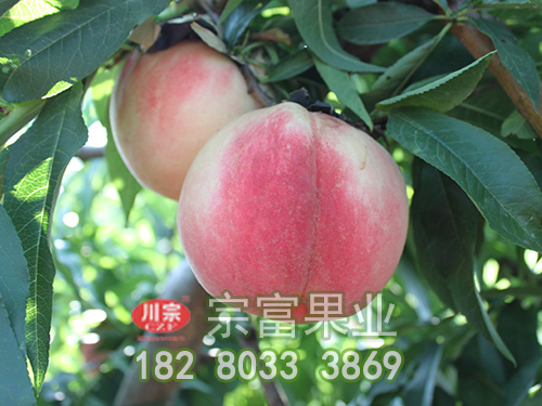 桃树苗蚜虫发生规律及防治策略