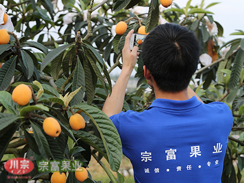 大五星枇杷苗