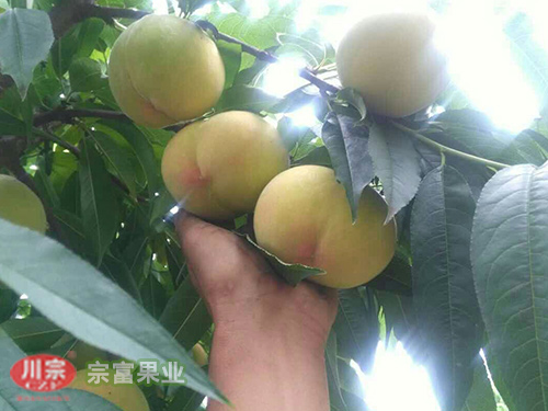 桃树苗被冻害后的管理方法