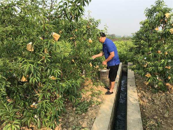 桃树苗怎样施肥来提高园区产量？