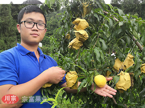 桃树苗采摘后这样管理让你增产果实满满！