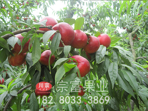 提高油桃苗产量有效措施有哪些？