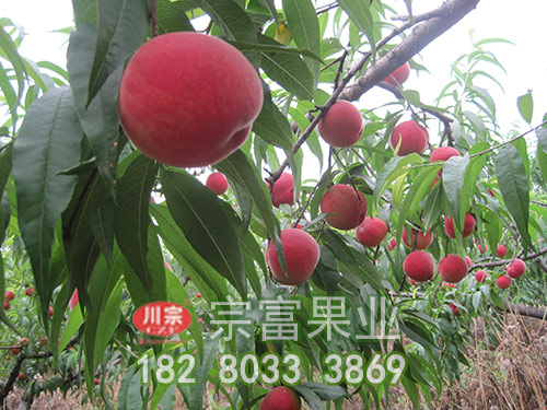 桃树苗灌水规律与桃园灌溉技术
