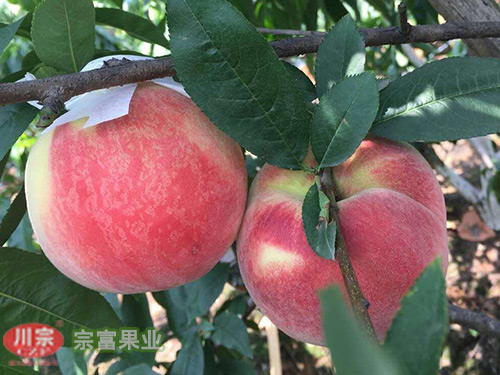桃树苗夏季修剪知识