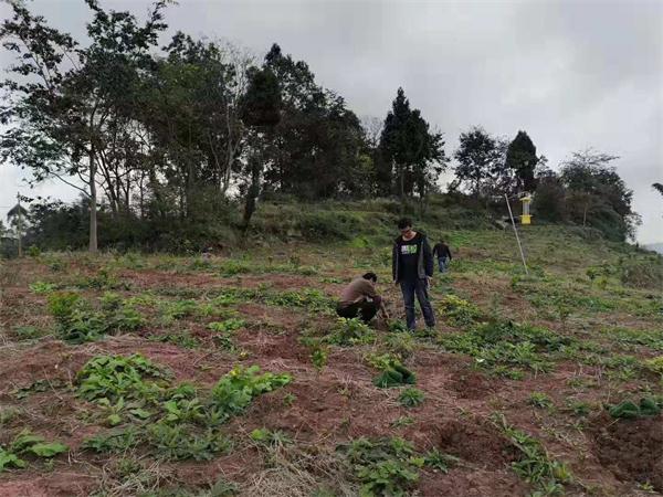 宗富桃树苗基地蒲总帮助重庆大足客户新建桃园并进行现场技术指导