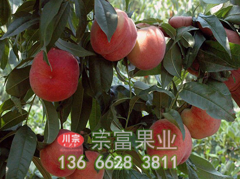 宗富桃树苗基地浅谈：果树挂瓶如何巧施肥治虫