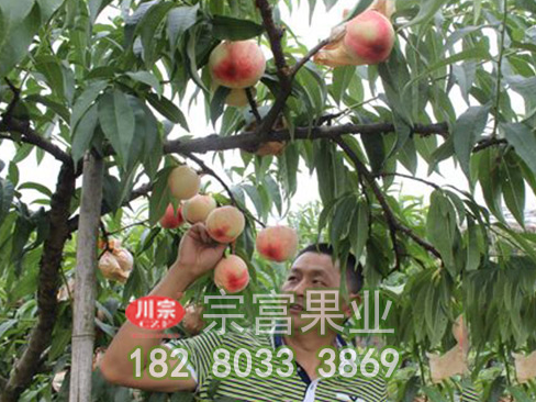 桃树苗修剪短截法是什么
