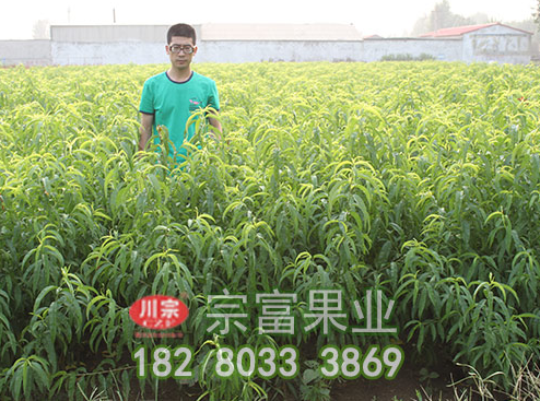 新手种植桃树苗的遇到的一些问题