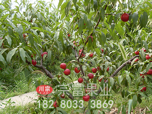 宗富桃树苗基地浅谈怎样进行人工授粉?