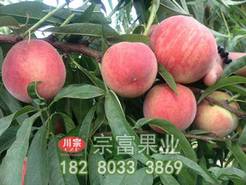种植桃树苗防止病虫害是每一个果农必须要做的事情