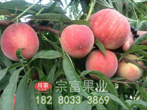 宗富桃树苗基地介绍如何嫁接更方便