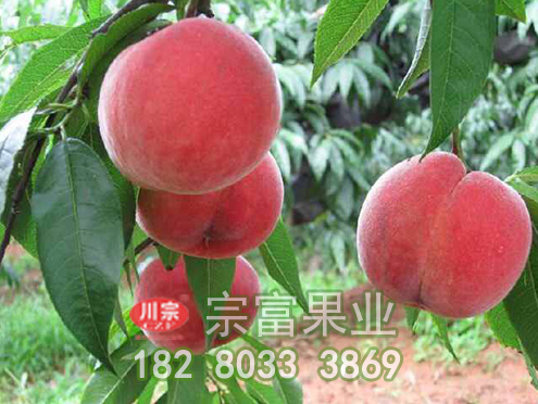 宗富桃树苗基地浅析果树设施栽培“八项注意”