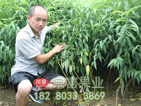 促进桃树苗增甜着色有哪些方法?