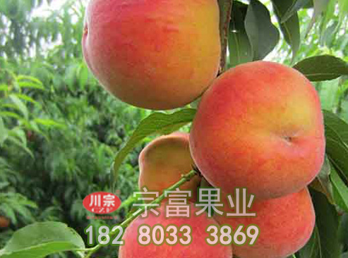 桃树苗的优良特性如何?