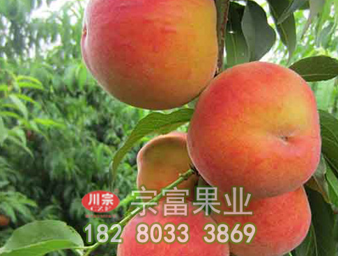 夏天该如何管理好新品种桃树苗