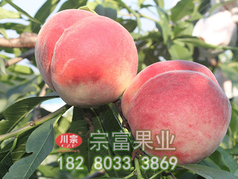 桃树苗秋季施肥好处多多
