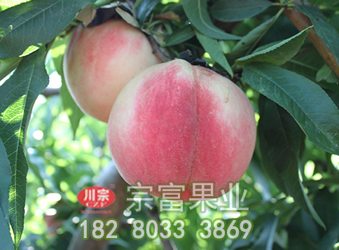桃树苗采果后剪枝补营养