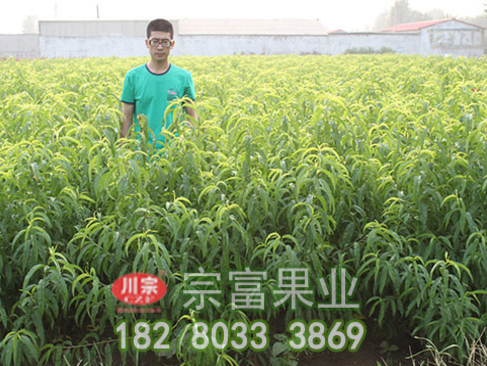 缺钾对桃树苗的危害不容忽视
