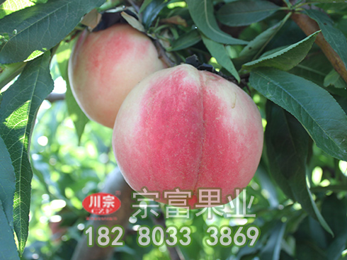 桃树苗成长必经修剪才不会影响座果率
