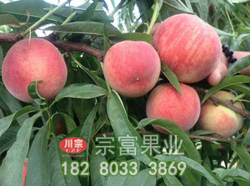 桃树苗追肥技术有哪些要点
