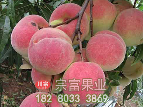 宗富桃树苗基地介绍两款除草剂