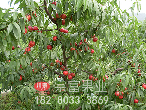 新手种植桃树苗要了解的光合效能