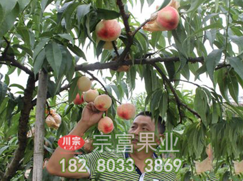 桃树苗棚内温湿度如何控制