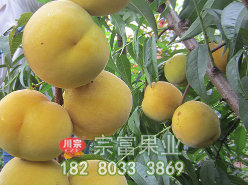 桃树苗长成中萌芽前该如何管理