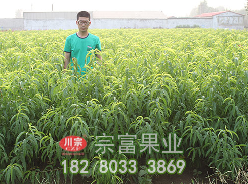 桃树苗整修修剪有何原则