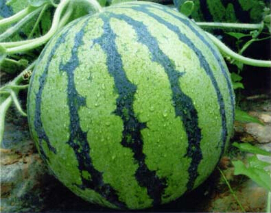 西瓜种植户到延庆学习长季节栽培技术